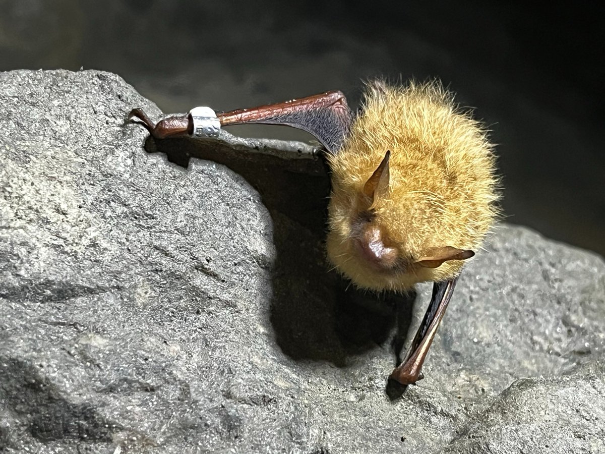 #WildlifeWednesday Most underground bat roosts have stable temperatures, but bats are declining due to white nose syndrome. A #NewPublication led by @ClemsonCAFLS shows that tricolored bats using thermally unstable roosts may be less susceptible to WNS. fs.usda.gov/research/trees…