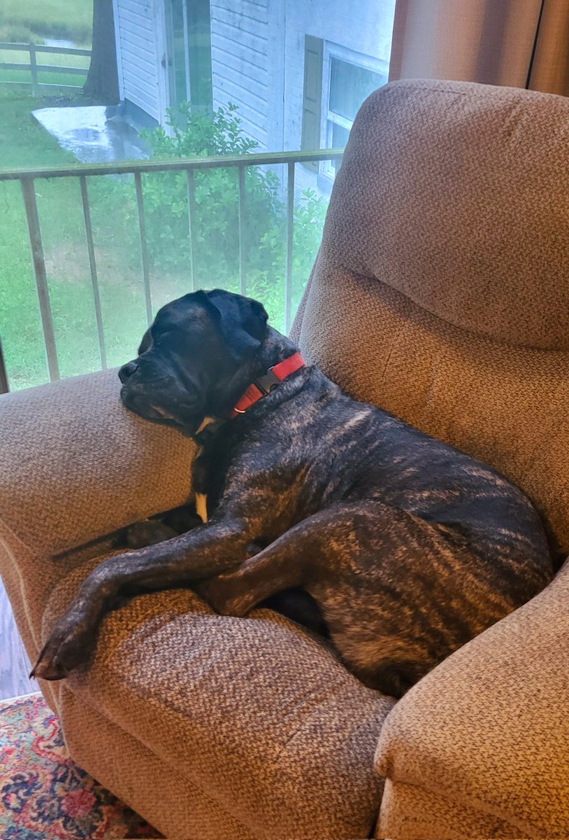 Leigh, the Diva says rainy days are good for lazing around. (I need for that chair to be gone!)