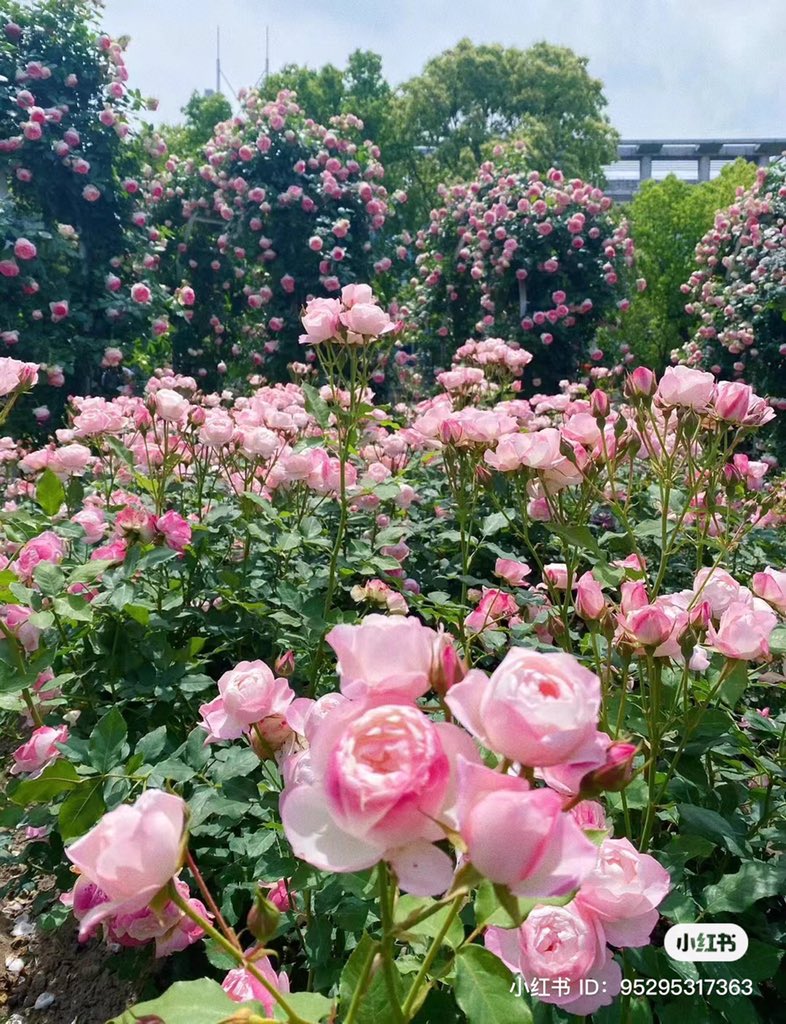 garden full of roses