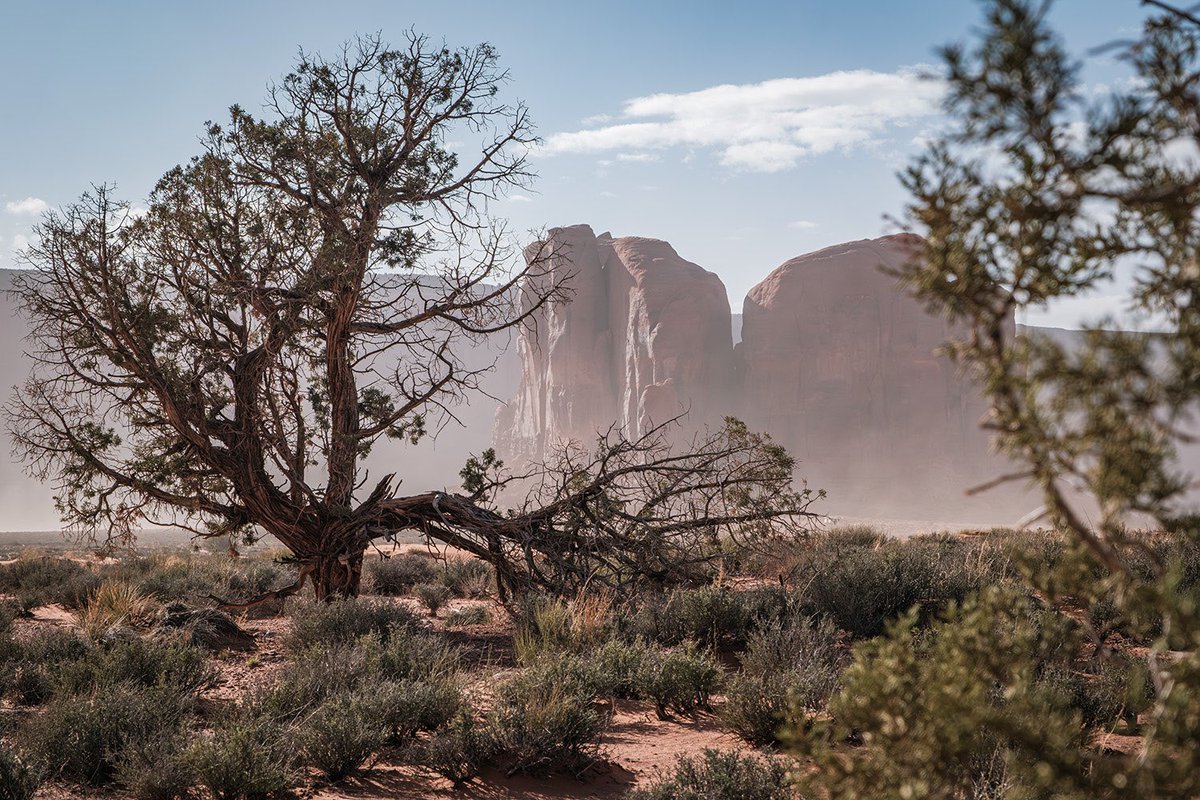The juniper tree is the definition of hardy. Somehow it clings on through the heat and the cold, the drought and the wind. Monument Valley is a tough place to live, and a juniper tree doesn’t have the option to pry up its roots and move along to greener pastures. It has its…