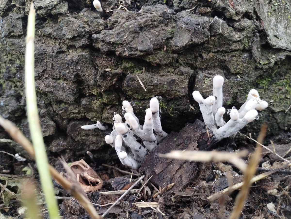 *pokes @Nuts97651
Young dead man's fingers? They just popped over night. Almost an inch...(TWSS)