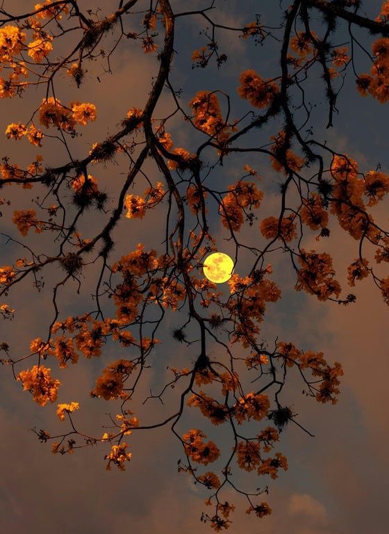 Cherry blossom moon.
