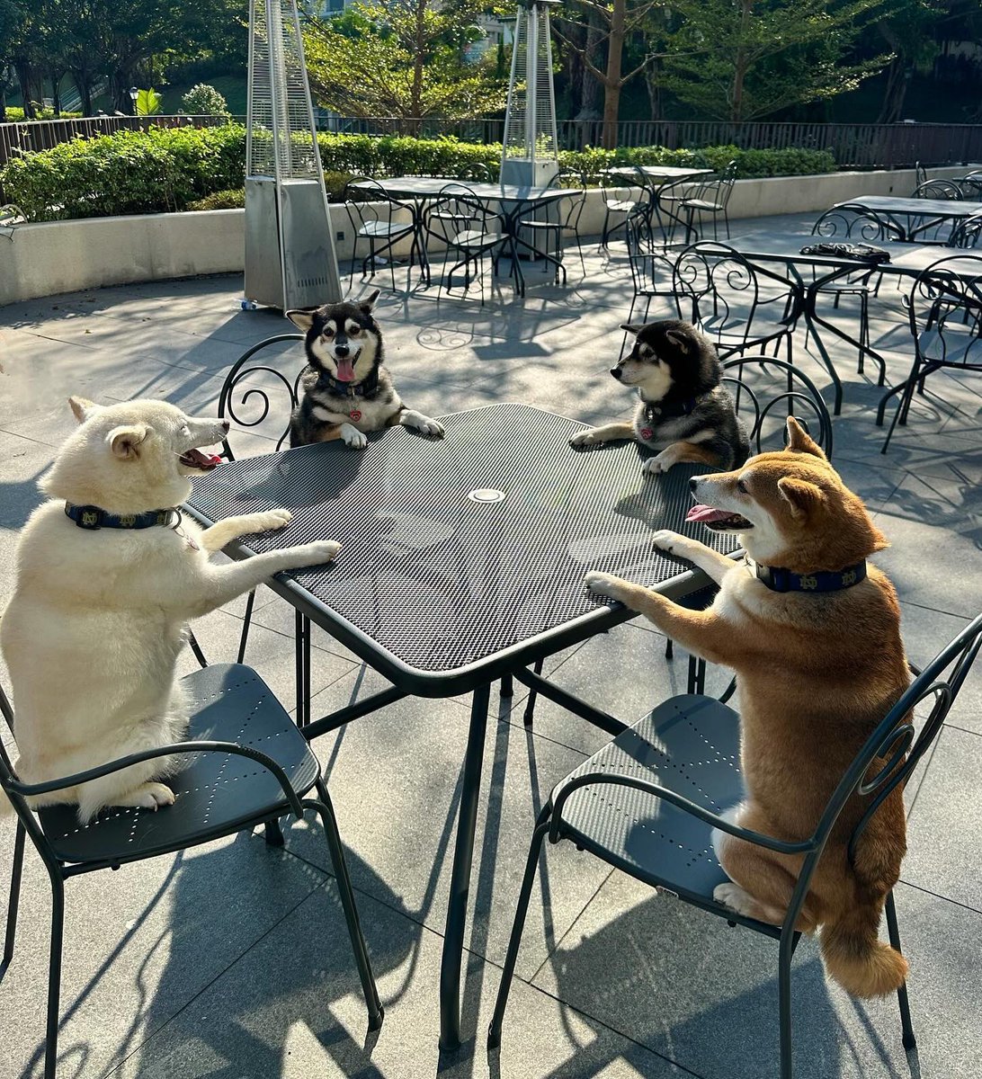 This is Kikko, Sasha, Momo, and Hina. They are holding a secret meeting to discuss their plans for world domination. Partly because Momo forgot to bring Scrabble again. 13/10 for all