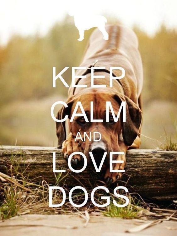 Keep #calm and #love #dogs

#Dog #KeepCalm #LoveDogs #BestFriend #DogsAreLove