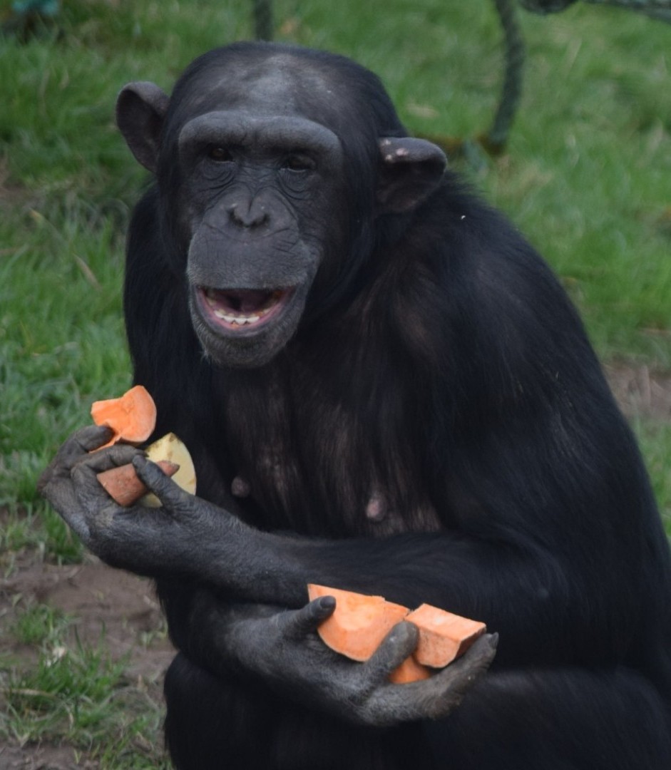 Dinner time! 😋
📸: Matt Rimmer
#SupportingConservation #WelshMountainZoo #NationalZooOfWales #Eryri360 #NorthWales #Chimpanzees