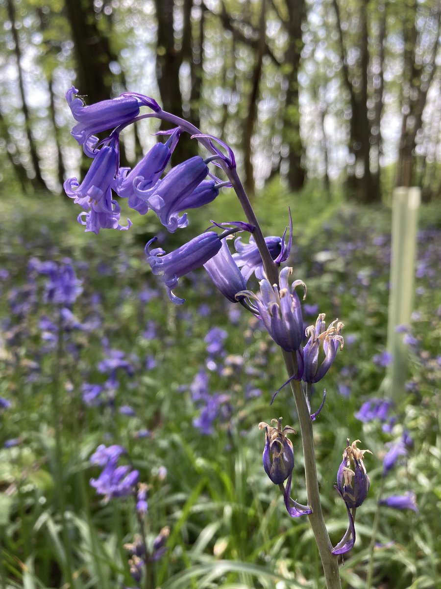 Daily bluebell photo #30

As the flowers turn to seed, all moisture is removed, lightening the weight on the stem & returning them to an upright position

All are English bluebells - Hyacinthoides non-scripta 🤗💜