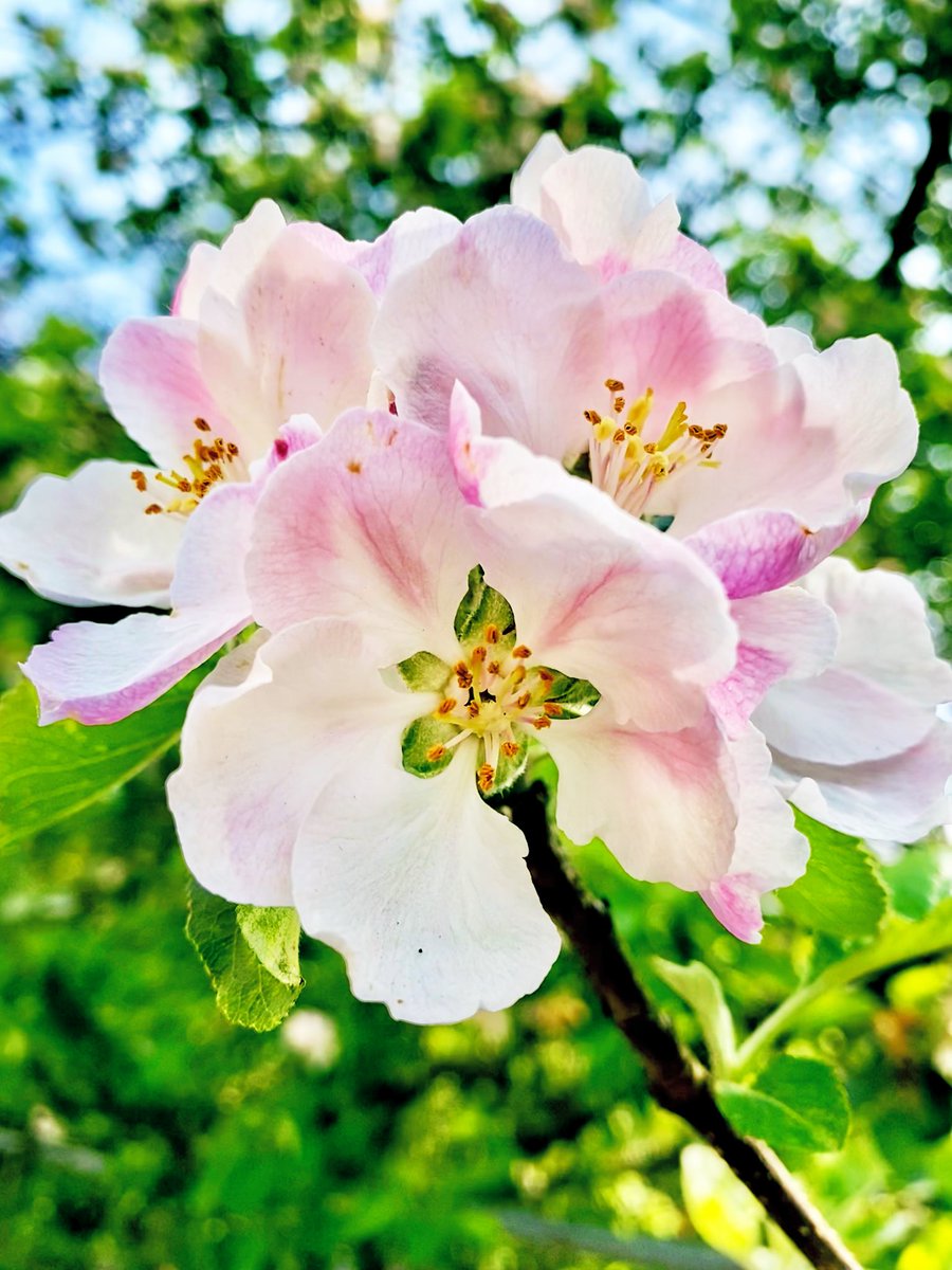 In apple blossom time.