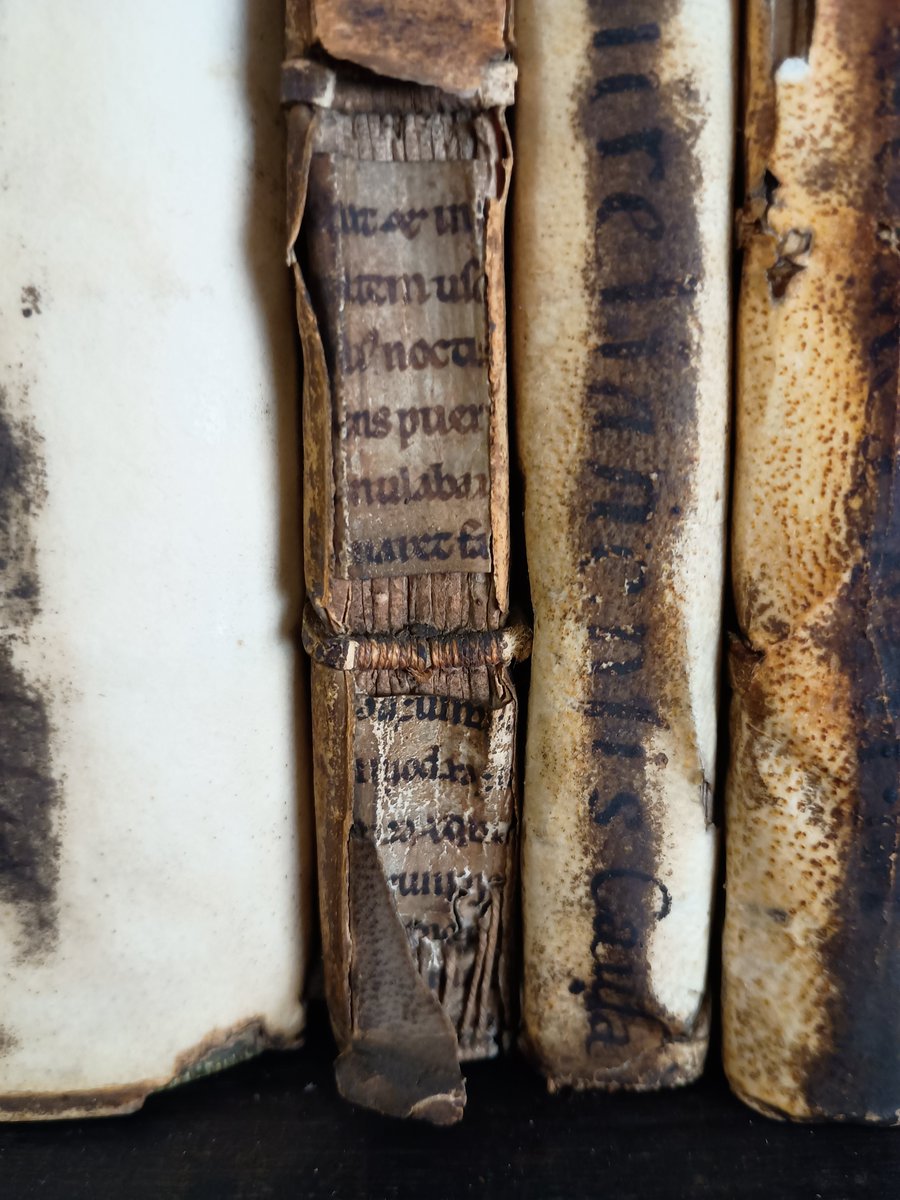 #Manuscript fragments recycled as spine lining on a book printed in 1535, only visible due to damage.