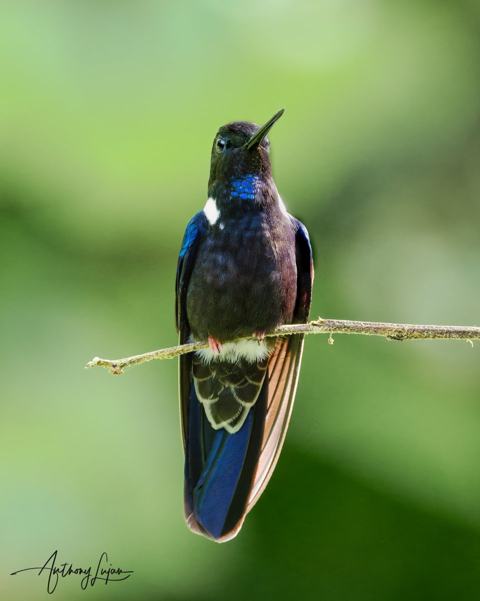 #174 the magnificent Blank Inca! Pink feet, electric blue shoulders with white above them and a blue throat. This species has a wonderful Back that looks green the shade and in good light you can see red, orange hues. Spectacular hummingbird! Black Inca Coeligena prunellei IU...