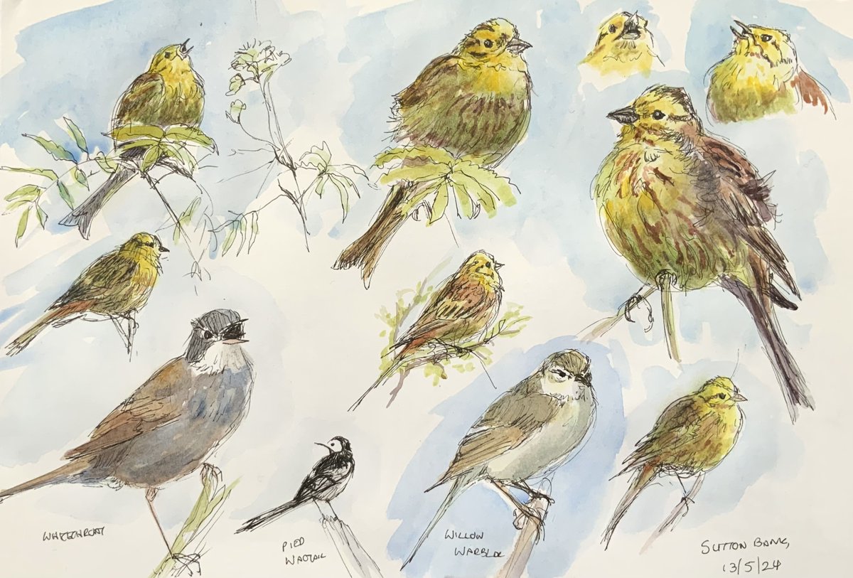 Yellowhammers and others on the Cleveland Way near Sutton Bank.  All singing their hearts out, and we heard our first cuckoo of the year (but couldn’t see it).
#Watercolour #sketch #birds #birdart #wildlife #wildlifeart #spring #YORKSHIRE