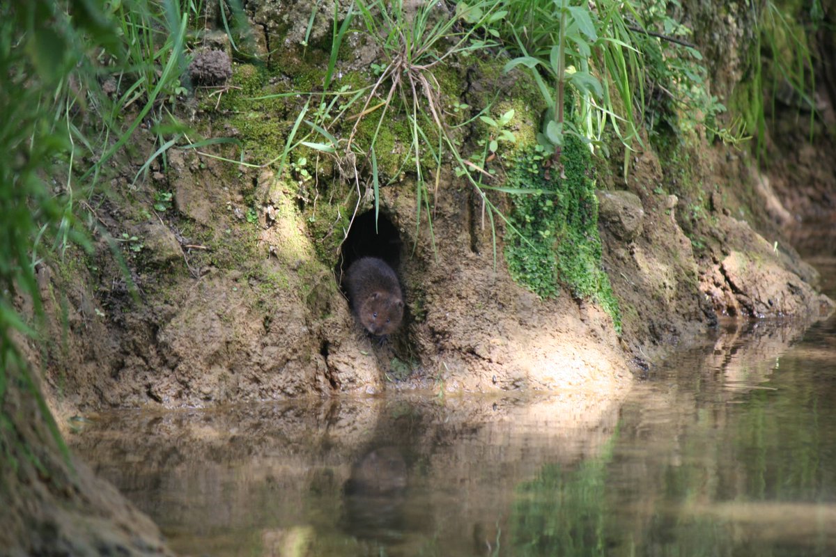 Join our FREE webinar on water voles! 📅Wednesday 22 May ⏰18:30 👉ptes.org/event/watching… This will arm you with essential basic knowledge needed for carrying out water vole surveys anywhere in the UK. Ideal for anyone with a professional or personal interest in water voles.