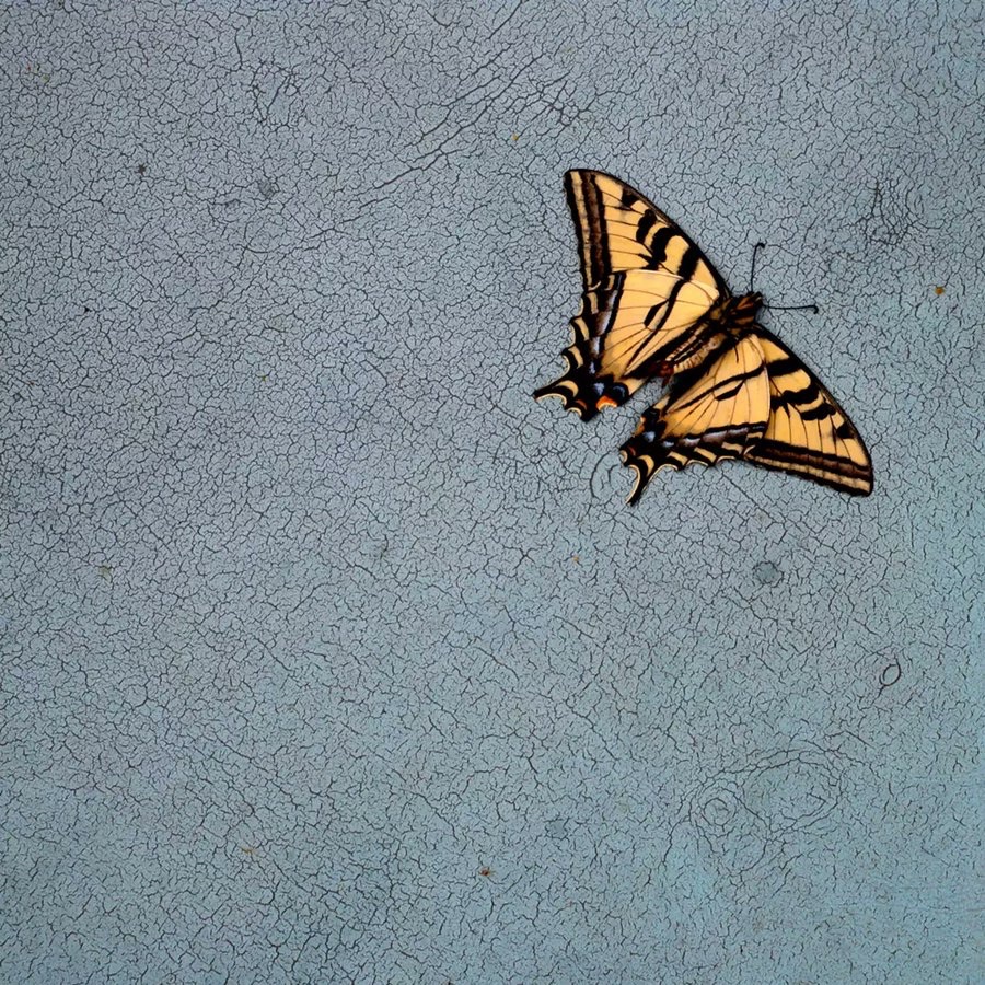 Swallowtail Butterfly, 2009 • Hiroshi Watanabe •