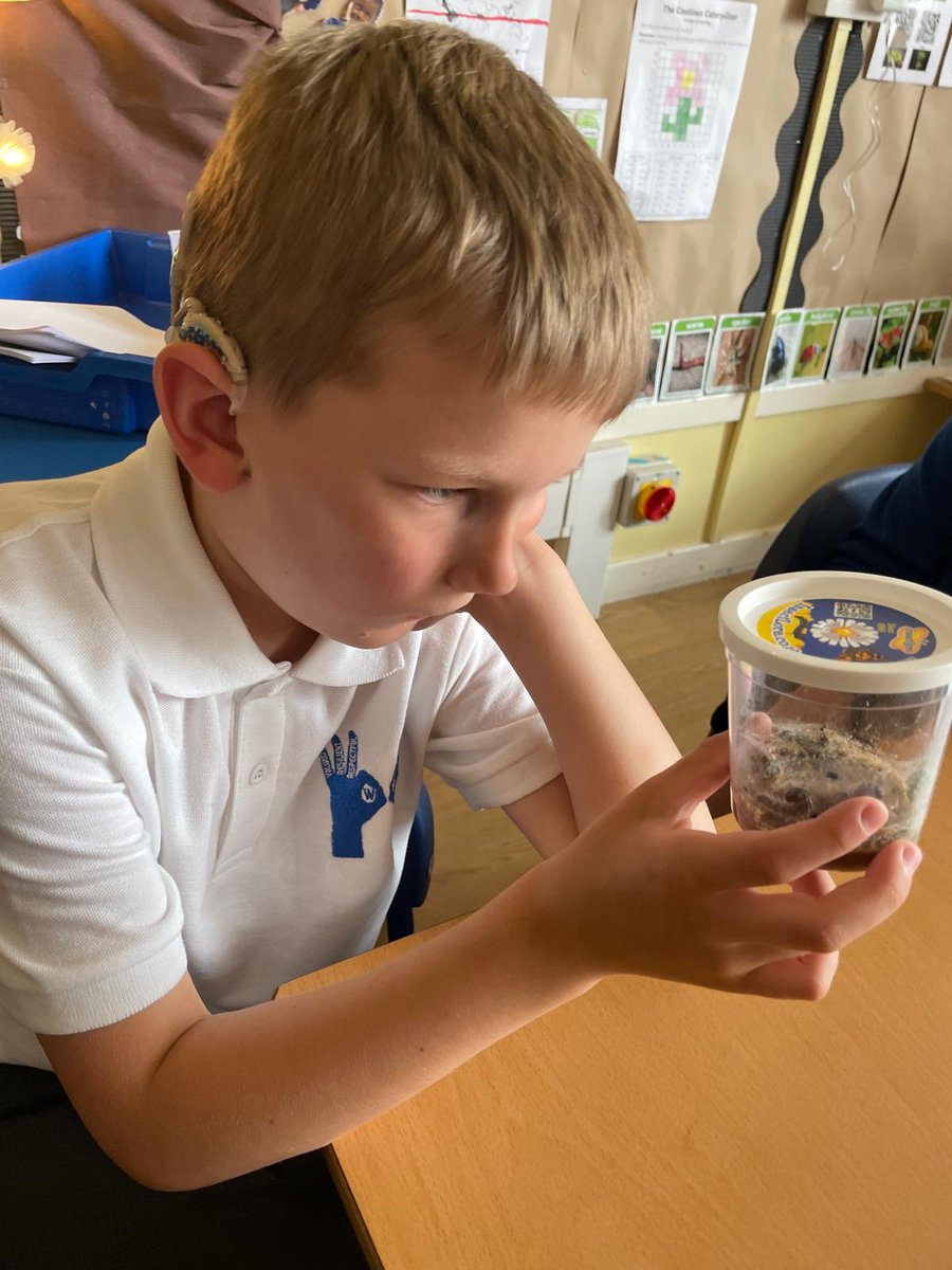 The caterpillars are getting bigger every day. This pupil thinks they might make their cocoons on Friday - we will keep watching to see!  #UNCRC #RRS #ARTICLE29