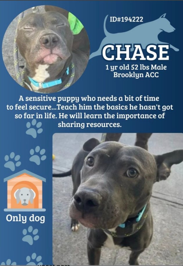Chase😭💔 A #Puppy who died in his kennel #NYCACC The stress was too much We are cruel Baby, I am so sorry😔