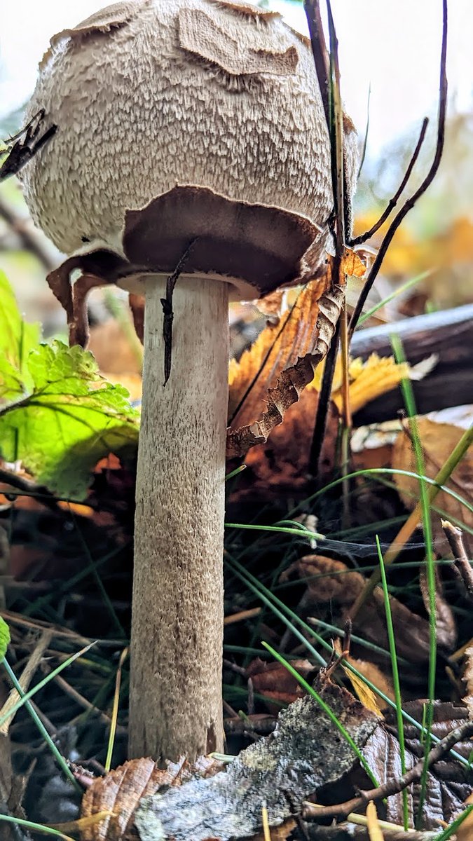 Grand comme ... un #champignon / Big like...a #mushroom / Spéc. : Google Pixel 6, ƒ/1,85, 1/243, 6,81 mm, 146 ISO / #photographie #photography #Google #Pixel #TeamPixel #GooglePixel #champignon #mushroom #FungiFriends