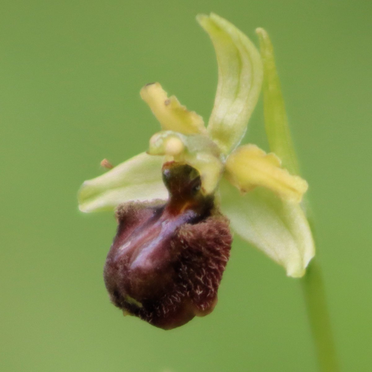 our 5000th tweet (#IKnowRight) sees us in La Brenne, our first full day amongst swarms of Flies & Bees... and Early Spiders too #Orchids, that is our group also enjoyed a family of Coypu lazing on a bank, singing Turtle Dove & Nightingales and good local wine for lunch 🍷🥖