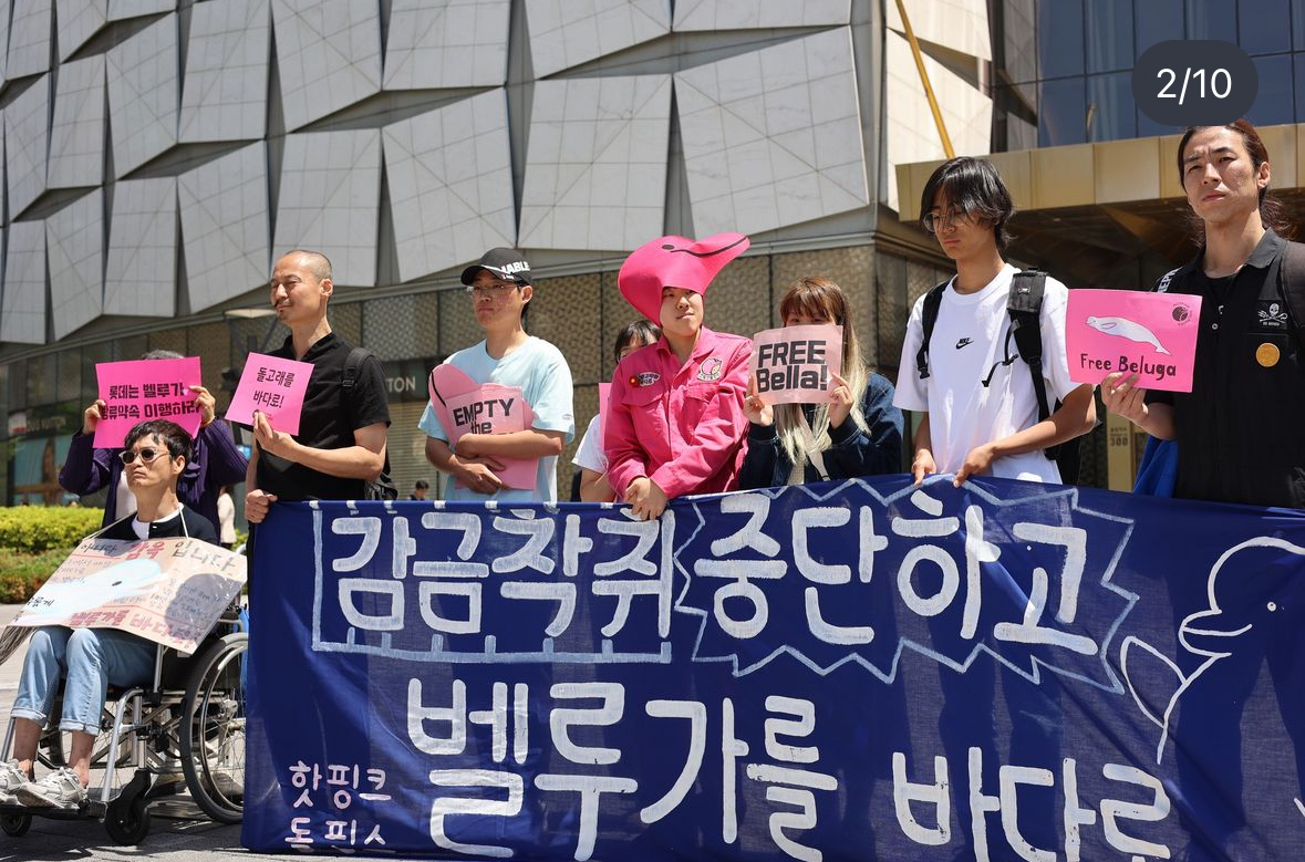 Hot Pink Dolphins held a demonstration outside of Lotte World on May 12, 2024, advocating for Bella as a part of the #EmptyTheTanksWorldwide event. You can help by signing the #petition at: bit.ly/SaveBellaBeluga 

#EmptyTheTanks #DolphinProject