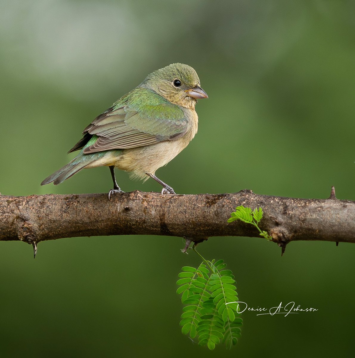 Beautiful female Painted Bunting perched on a branch #birdphotography #Bird #BirdsOfTwitter #birdwatching #Florida #nature #naturelovers #NaturePhotography #TwitterNatureCommunity #wildlife #natureflorida