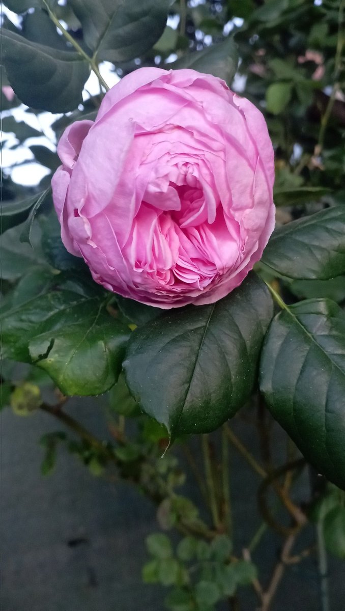 Rose at the end of chicken garden is blooming. 'Garden friend' 😄🥰🫶🙏❤️🤍🕊️💌