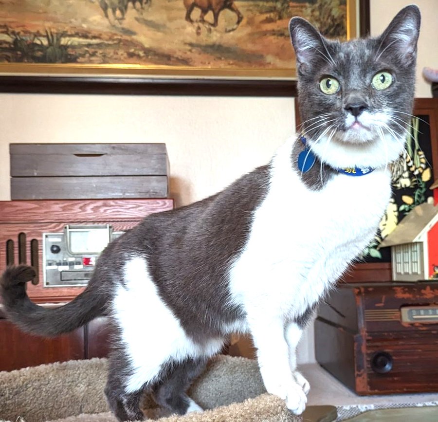 👉🏽SENIOR ALERT🙏🏽PLZ SHARE 🌷ADORABLE, SWEET 13YO #SENIOR GRAY & WHITE KITTY 'SYLVIA'🌷 📣NEEDS A NEW, LOVING #FUREVERHOME🏡 ➡4 INFO gocatrescue.org/gocr_cat/sylvi… 🙏🏽#AdoptDontShop #MONTEREY, #CA #NORCAL #SpecialNeeds ☑ADULTS @CatsOldies Golden Oldies Cat Rescue #RehomeHour #US #CATS