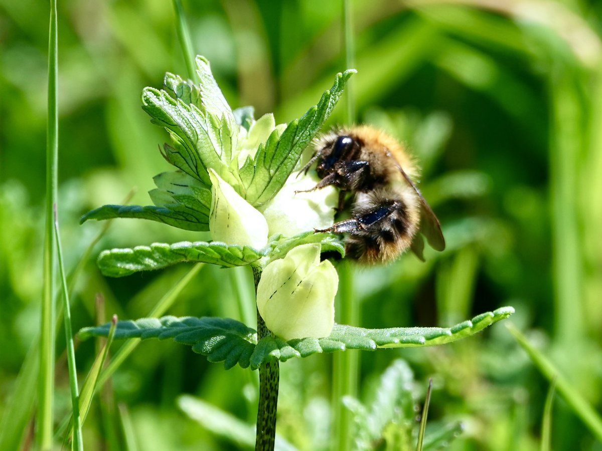 Not only does Yellow Rattle keep the grasses in check making space for #wildflowers to thrive, it provides a #nectar source for the bees. A double win here in Clayton Meadow, Dorset. 
#BeeTheChange #NoMowMay @BumblebeeTrust @bigmeadowsearch @Love_plants @LGSpace @BSBIbotany #bees