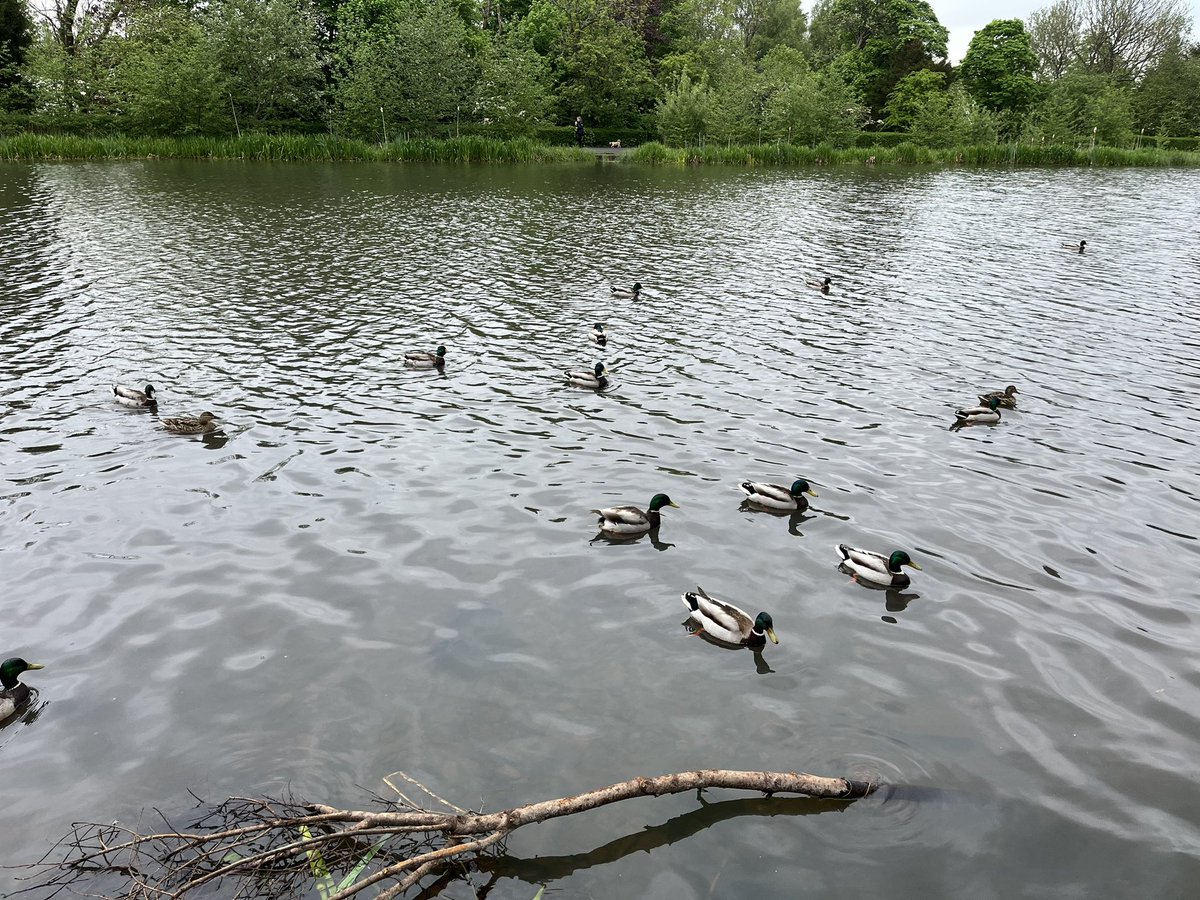 S1 pupils enjoying a Minibeast Safari and Birdwatching in Springburn Park with @RSPBGlasgow @springburnacad