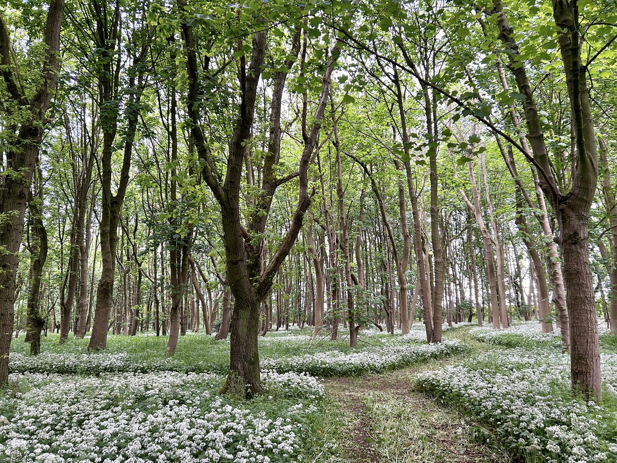 Into The Woods. 15°C on a wet day. A carpet of wild garlic.