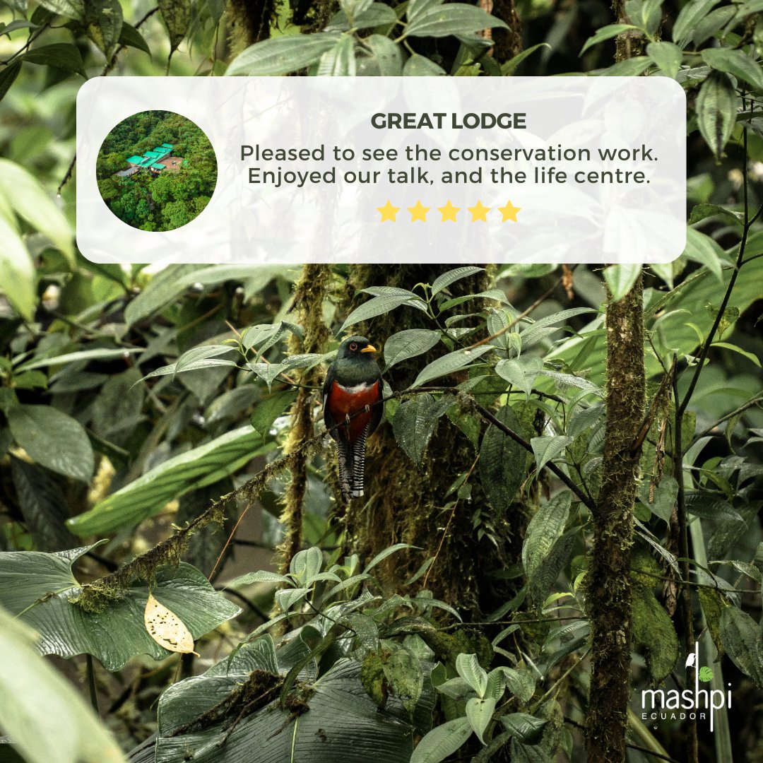 🍃 Thanks for the fabulous review 🤩 We love being a part of your journey!

📅 Book your extraordinary experience with us today! 🐦 

#MashpiLodge #EcoLodge #VisitEcuador #YourJourneyInspiresUs  #discoversouthamerica
