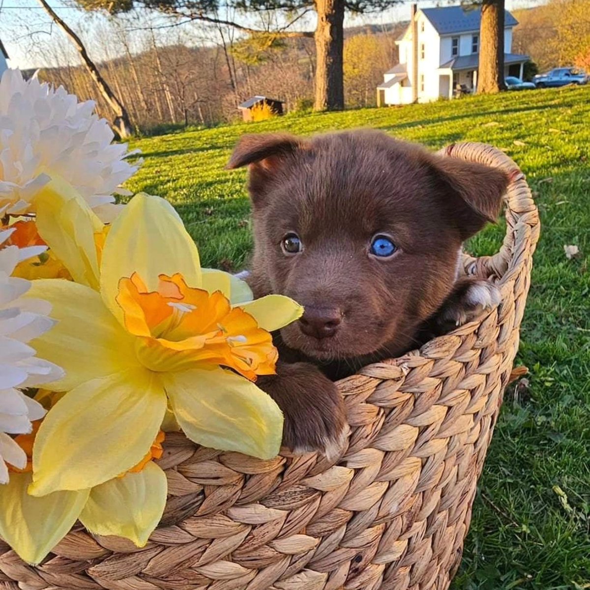 Jason40michael's tweet image. These guys are 9 weeks old and are ready for their forever home pm me for details.
