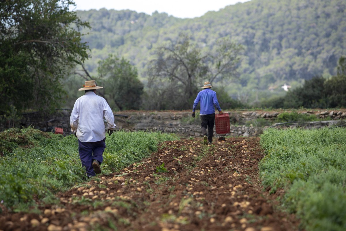Arranca la campanya de patata vermella a Eivissa amb més de 136 tones de sembra.⬇️ ➕️ Info conselldeivissa.es