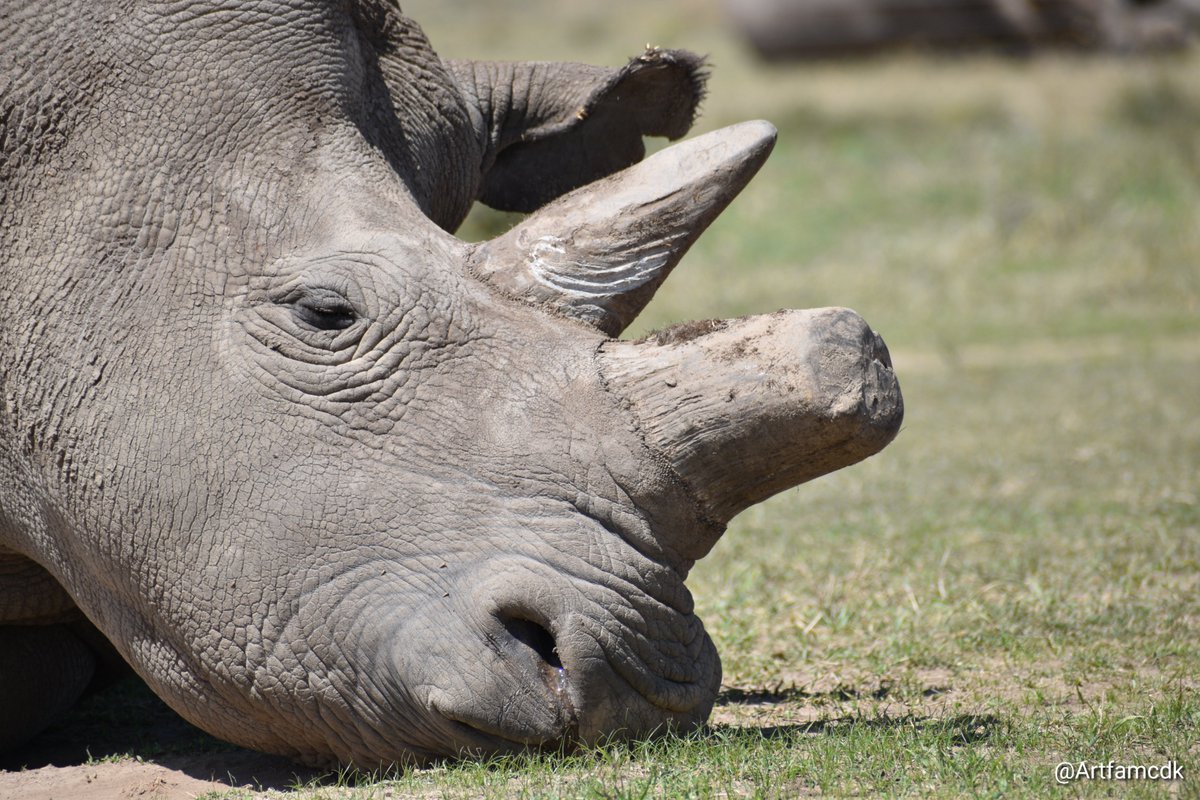 Rhino horns grow continually from the skin at their base throughout their life, much like human fingernails. This means that rhinos can regrow their horns if they are cut or damaged, as long as the base of the horn, called the horn bud, remains intact. #keeprhinoshorny