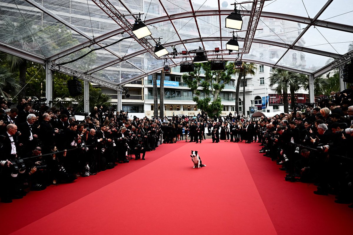 They grow up so fast. ANATOMY OF A FALL's Messi at #Cannes2024.