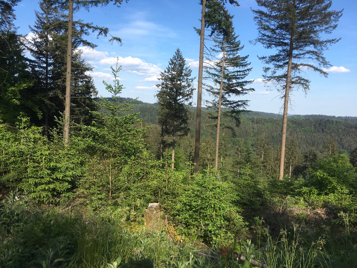 Von der südöstlichen Seite des Weissen Steins in #Dossenheim bei #Heidelberg kann man direkt auf das Gebiet #Lammerskopf schauen. Beide #Odenwald-Gebiete wurden für WKAs vorgeschlagen. Hoffentlich siegt die Vernunft, WKAs haben in intakten Wäldern nichts verloren.
#Windkraft