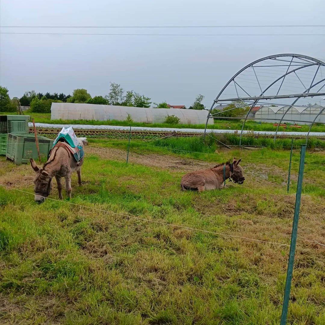 🫏👨‍🌾 Nous accueillons des ânes en éco-pâturage. Cela permet de limiter l'impact sur les écosystèmes (rotation des zones en pâture, absence de fertilisation minérale) et d'entretenir des espaces sans user de machines.
#maraichagebio #agriculturebio
#circuitcourt #ecopaturage