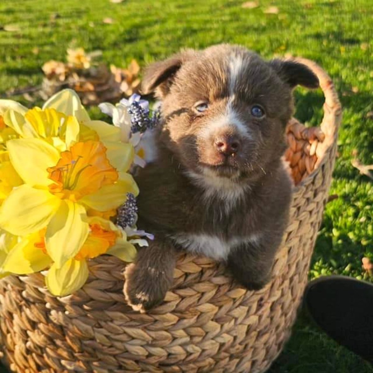 Jason40michael's tweet image. These 2 are part of the litter as well.