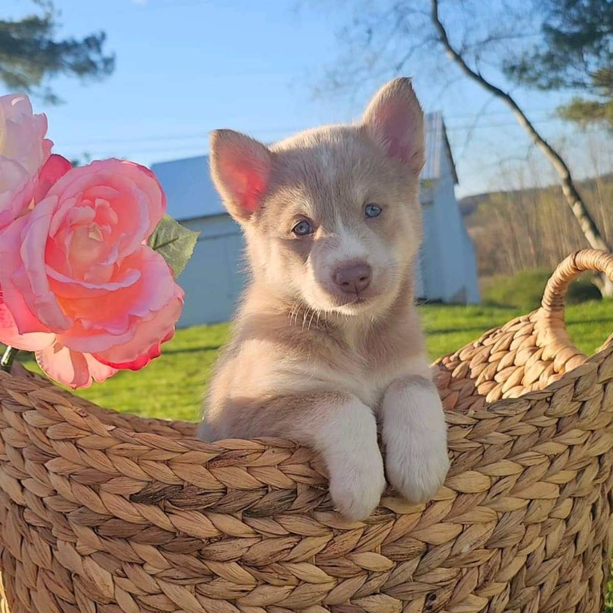 Jason40michael's tweet image. These 2 are part of the litter as well.