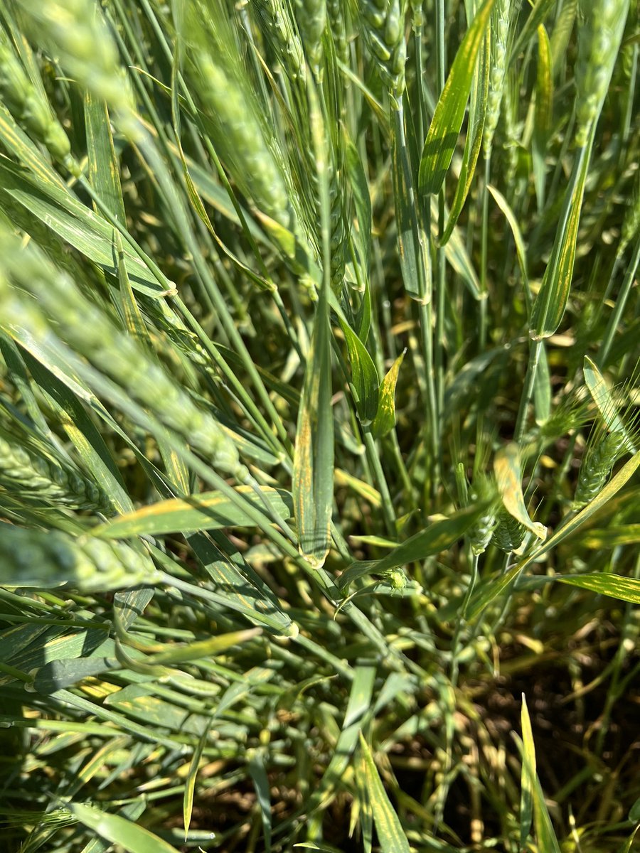 Romulo Lollato tweet media