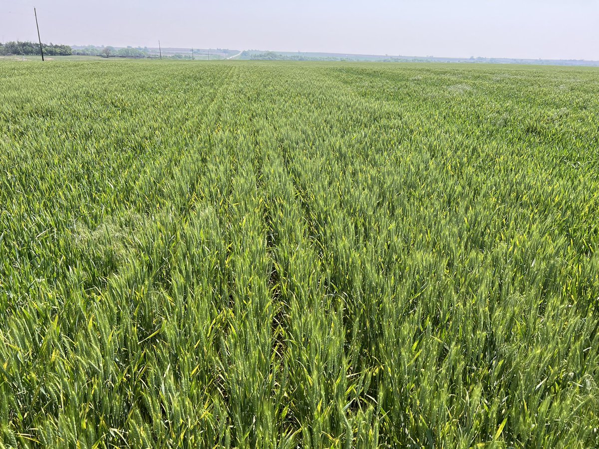 Romulo Lollato tweet media