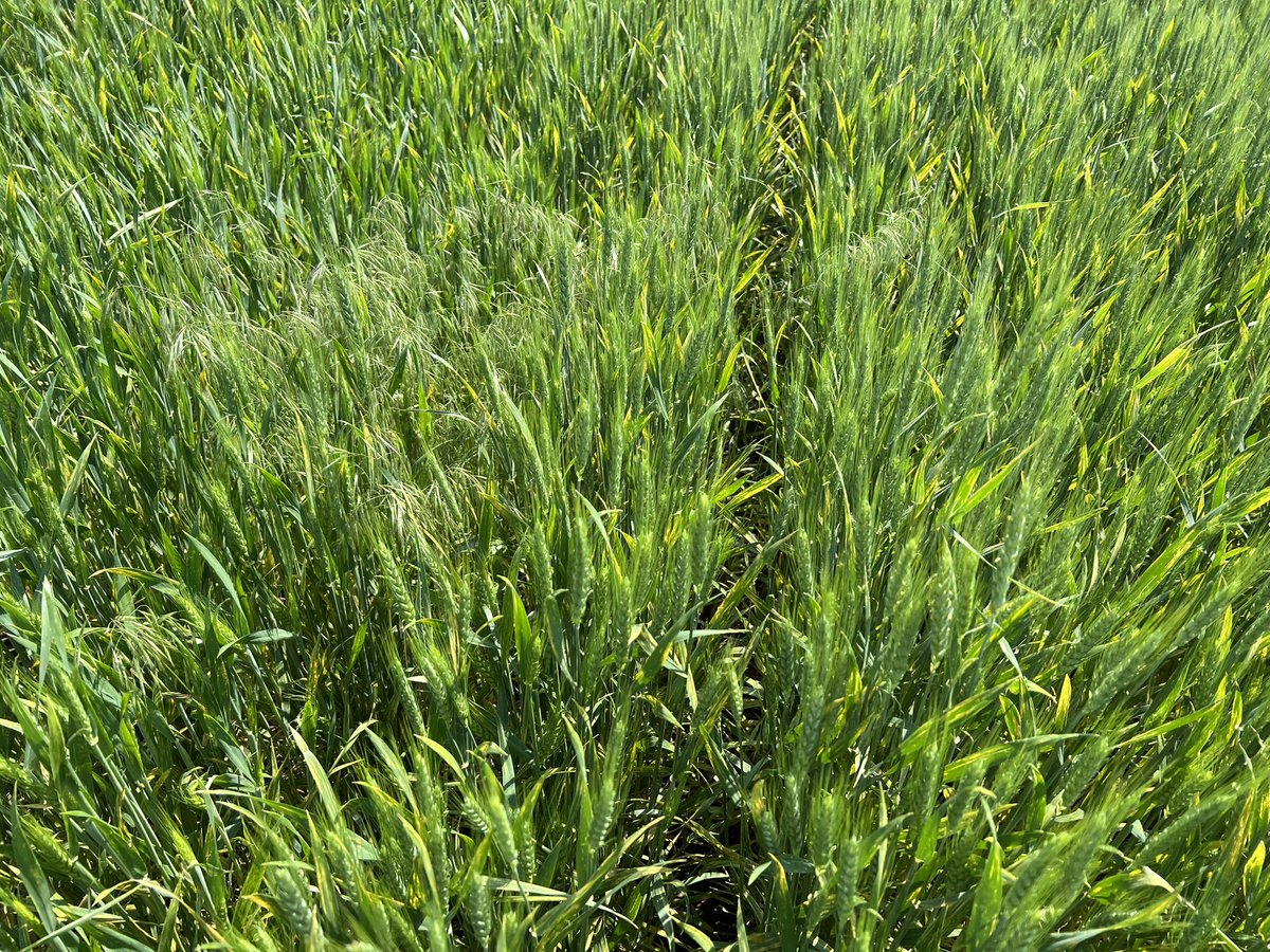 Romulo Lollato tweet media