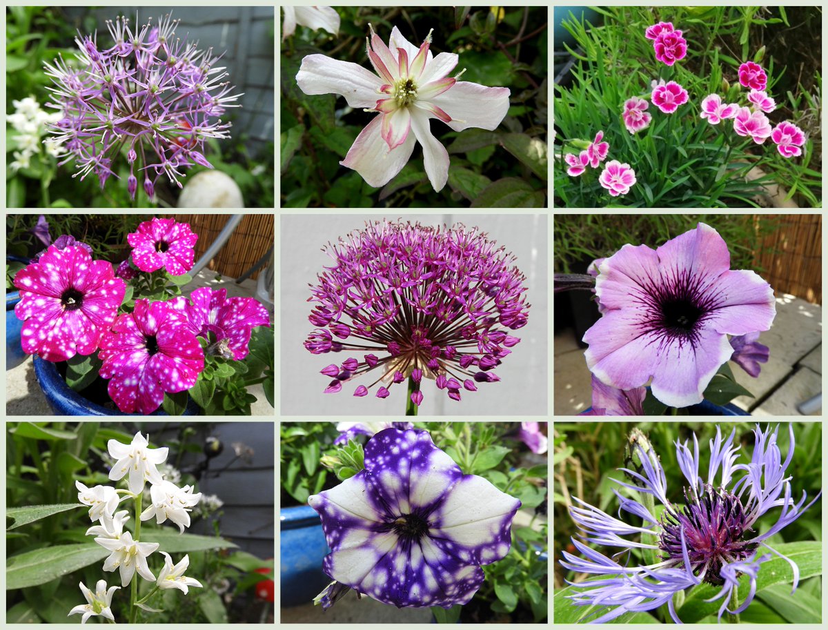 Some of the #Flowers in #MyGarden taken at the weekend. #Gardening #GardenTwitter #GardeningX