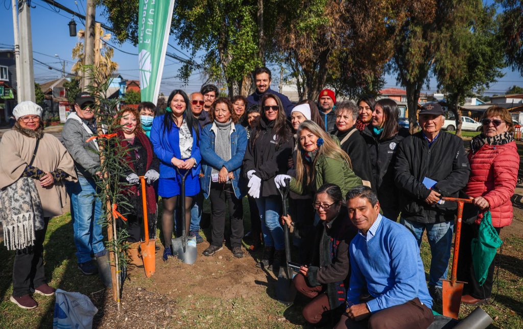 Nuestro municipio pasó de plantar 350 árboles nativos al año el 2021, a plantar 2500 árboles nativos este 2024, gracias a una gran alianza de trabajo con @Reforestemos_. Más árboles significan mejores espacios públicos y una comuna más sustentable. #JuntosAvanzamos