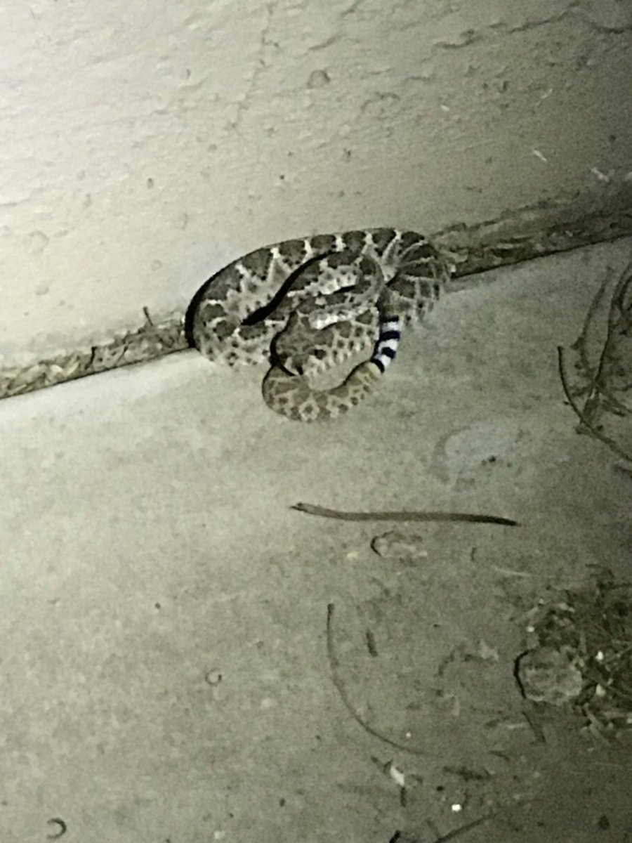 Underneath neighbor’s trash bin yesterday evening. Little rattler that’s now back in the desert. Springtime visitors.