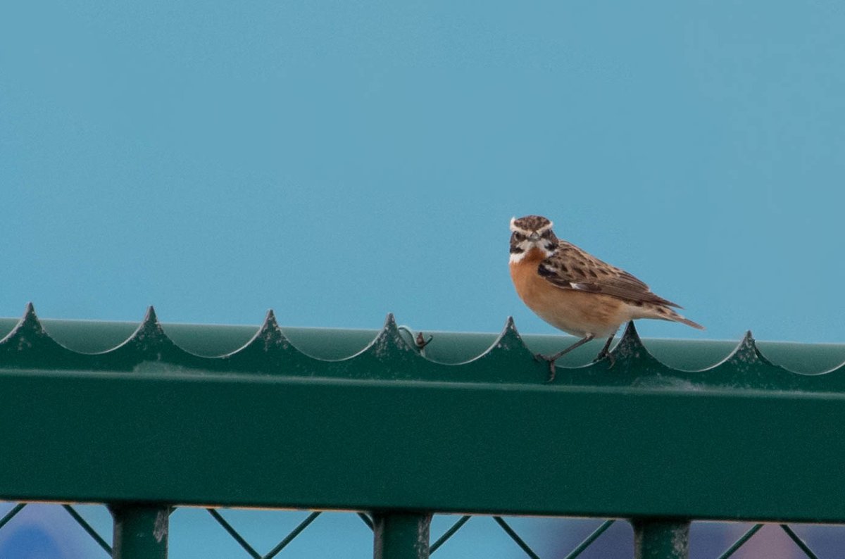 A male Whinchat in a typical outer port setting at Zeebrugge on May 3rd. Got to love the face pattern!
