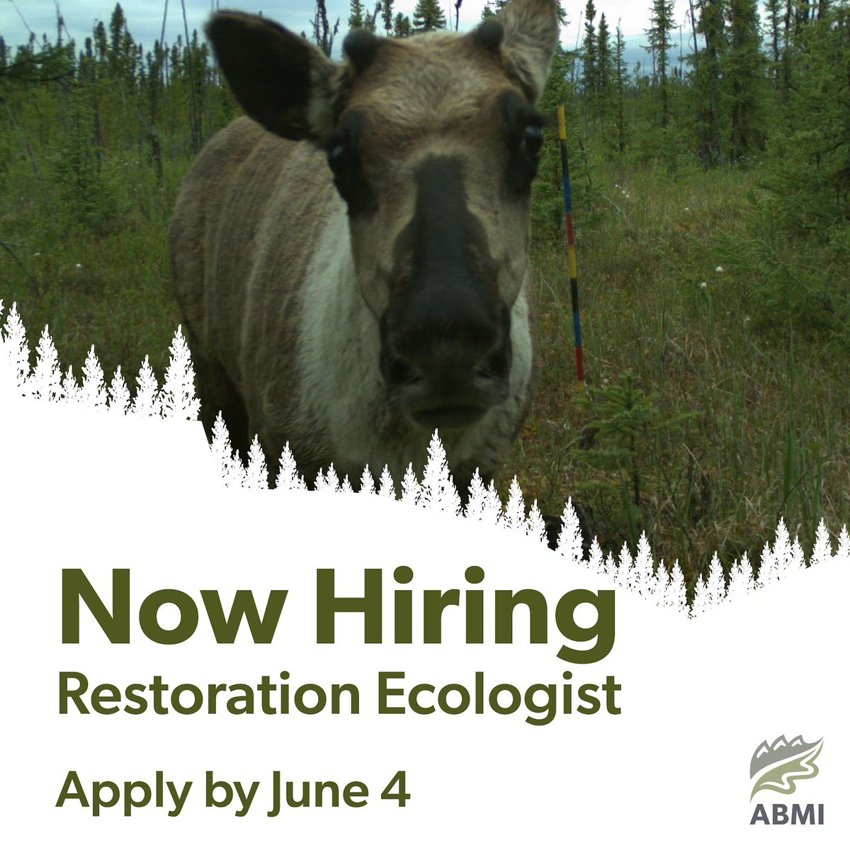 I am SUPER excited to announce that we are hiring a Restoration Ecologist! Apply to work with our team to develop & implement our restoration monitoring & testing programs! Help drive positive change and continual learning. abmi.ca/home/careers/c…