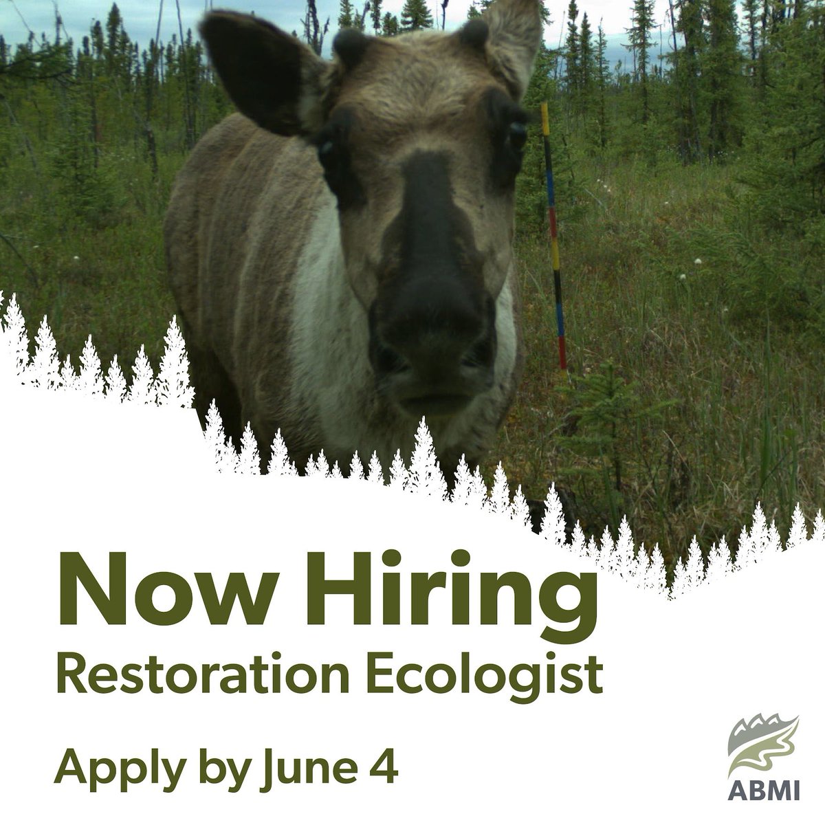 I am SUPER excited to announce that we are hiring a Restoration Ecologist! Apply to work with our team to develop &amp; implement our restoration monitoring &amp; testing programs! Help drive positive change and continual learning. abmi.ca/home/careers/c…