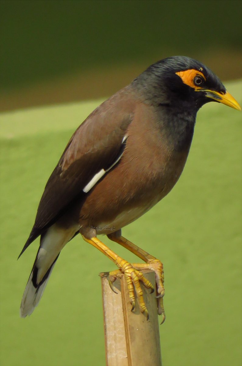 The Common Myna. It’s everywhere, everyone’s seen it. No one gives it a second look … but did you know they pair for life? They’re hardy and great breeders and are a huge issue in Australia where they’re an invasive species. Plus, they look tough #indiaves