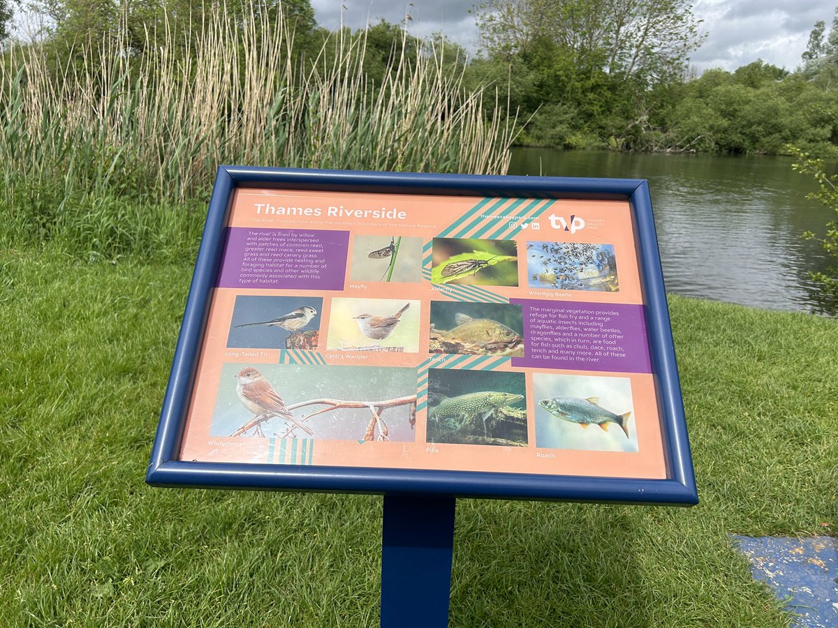 Great to encourage outdoors access with a lovely stroll along the river from Reading to Shiplake led by #ThamesPathNT & part of #ReadingWalksFest