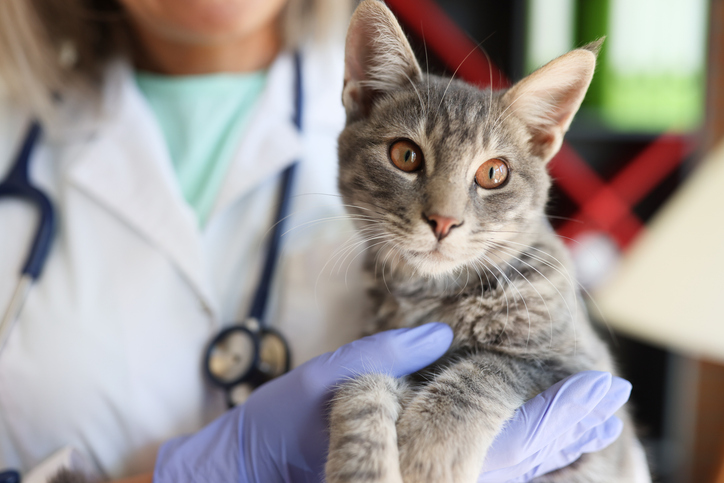 A veterinary technician in Kansas contracted sporotrichosis after caring for an indoor-outdoor cat with ulcerated lesions from a Sporothrix fungal infection. CDC used whole-genome sequencing to identify the Sporothrix species & guide response activities: bit.ly/3QJMNvl