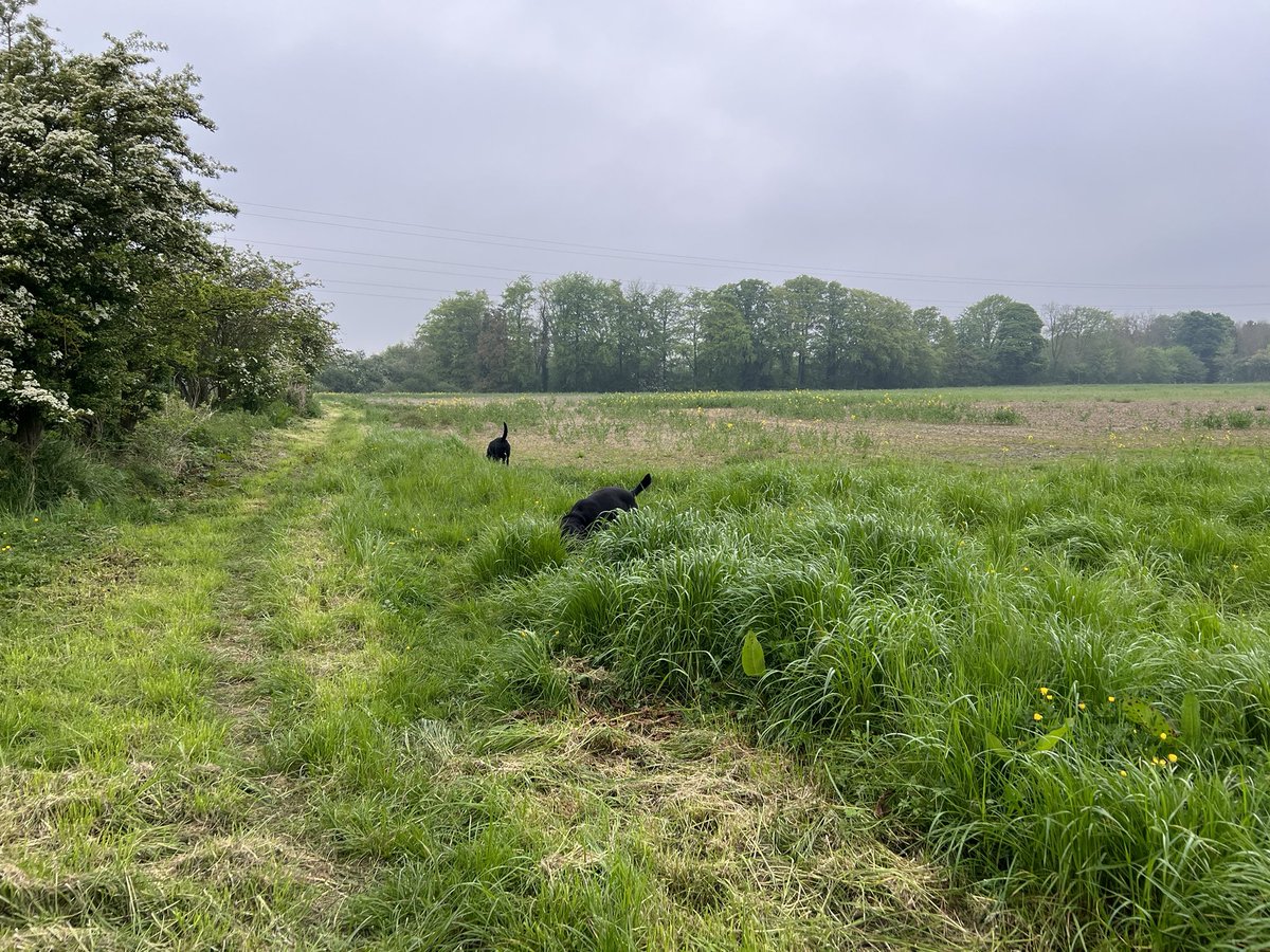 A couple of grass munchers!