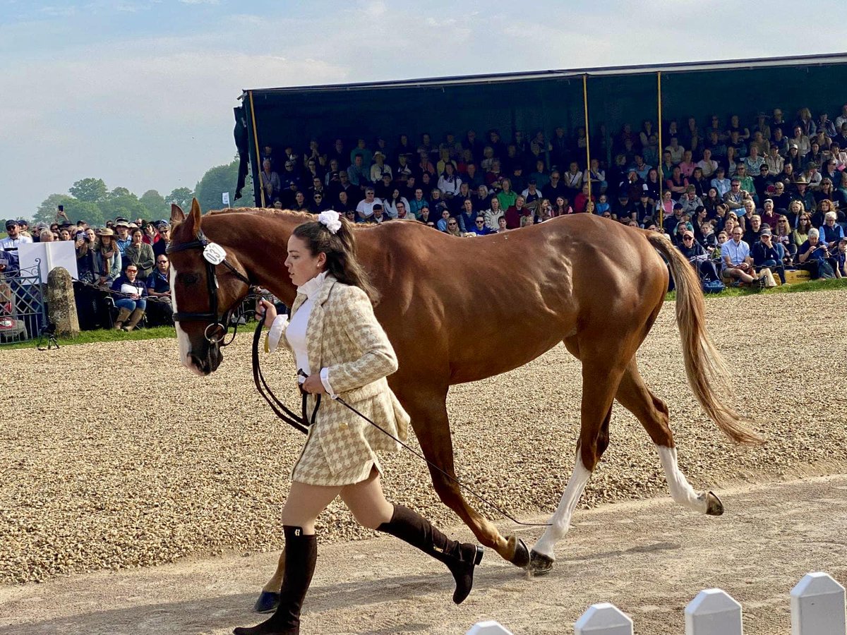 SaddlersCoPW's tweet photo. As part of our support to young equestrians, Georgia Bartlett won the Saddlers’ Company Under 25 Award at Badminton.
Congratulations to Georgia and all those who took part! 📷📷
@bhorsetrials 
#saddlerscompany #equestriansupport #liverycompany https://t.co/cGGmUEiK0k